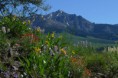 /album/fotogalerie/boulder-mountains-wildflowers4-jpg/